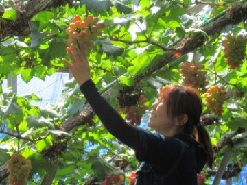 オーチャードイタノ 村井さん