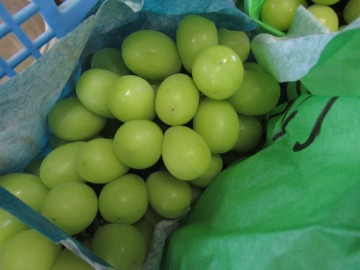 収穫したシャインマスカット