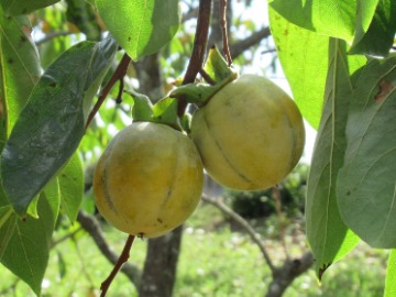 色づき始めの西条柿