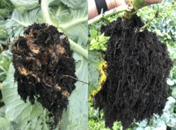 左：発病した根、右：健康な根