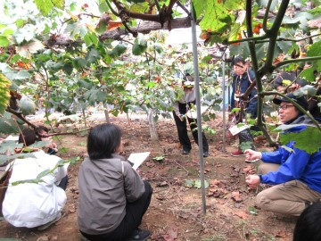 ぶどう畑で説明する清水さん(右)