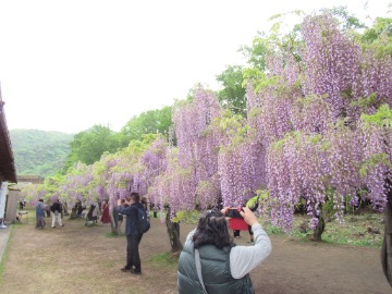 満開の藤公園