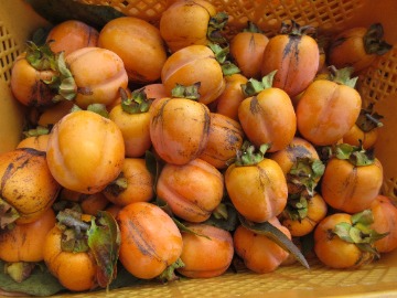 収穫した西条柿