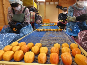 西条柿の皮むき作業