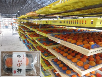 自然乾燥中のあんぽ柿