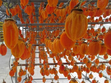 自然乾燥中の干し柿