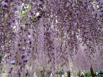 咲き乱れる藤の花