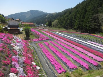 新たに植えた芝桜