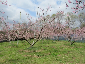 農園内の様子