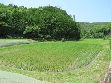 きれいに管理されている里山のほ場