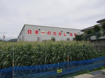 実りを待つトウモロコシ
