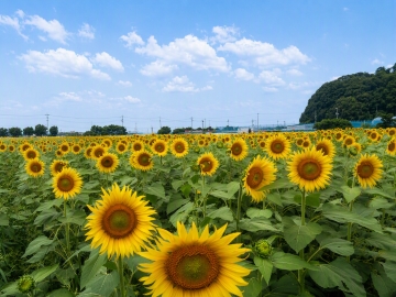 太陽に向かって咲くひまわり