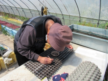 種の植え付け作業の様子