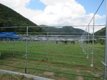 夢へとつながる牧山地域のほ場
