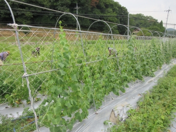 有機栽培のほ場
