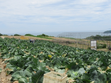 瀬戸内海を望むキャベツ畑