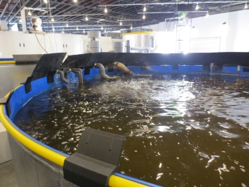 魚の養殖施設:大型水槽
