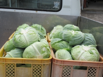 出荷を待つ春キャベツ
