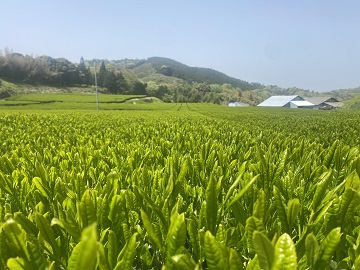 一面に広がる茶畑
