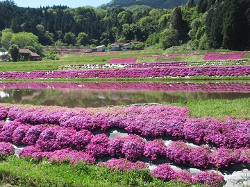 シバザクラ