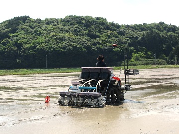 湛水直播の様子