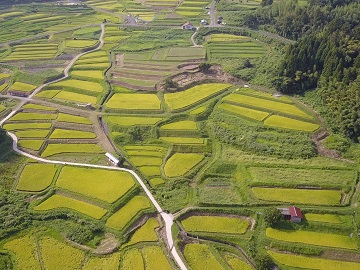棚田