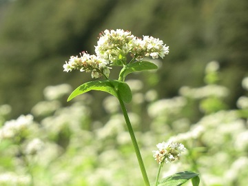 そばの花