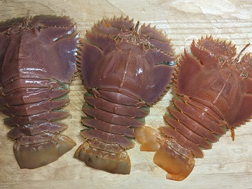 ウチワエビ