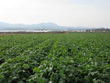 津田かぶ畑