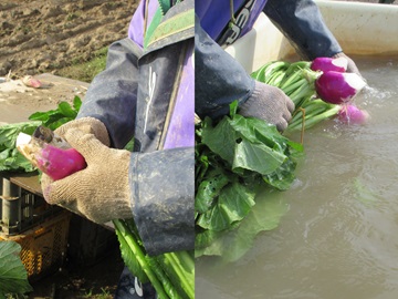 根切りと洗浄