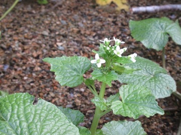 わさびの花