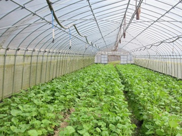 わさびハウスの様子