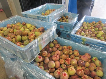 規格外のいちじく