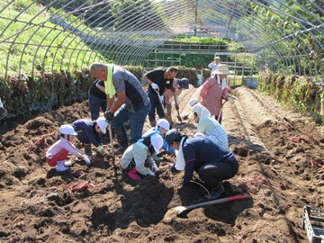 地域の皆さんと一緒に収穫