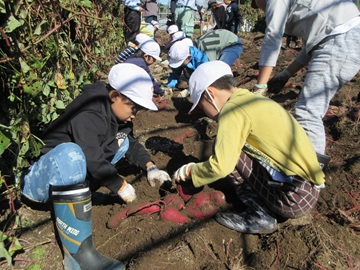 大きな芋の収穫の様子