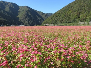 畑一面の赤いそばの花