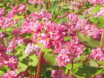 赤い花の高峰ルビー