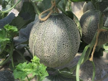 収穫まじかの益田アムスメロン