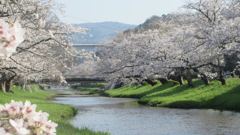 玉湯川沿いの満開の桜