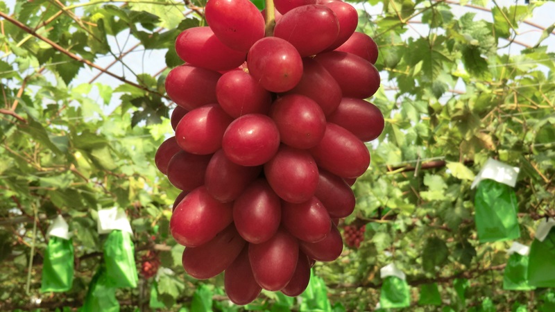 島根県オリジナルぶどう神紅