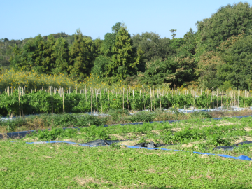パプリカ、にんじんのほ場の様子
