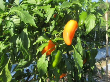 収穫を待つミニパプリカ