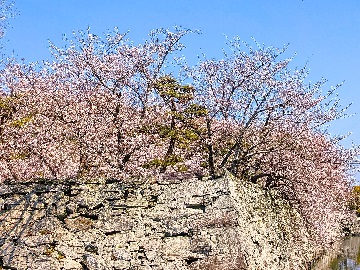 お堀を彩る桜