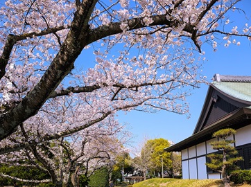 枝いっぱいに咲き誇る桜