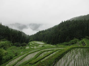 樫原の棚田