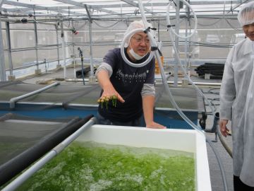 種苗養殖の様子