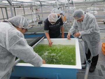 種苗養殖の様子