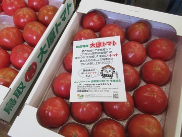 出荷される大原トマト