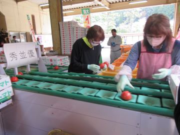 手作業で規格を振り分け