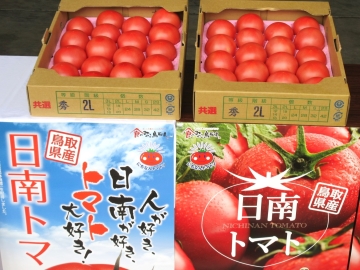 今年の出来も上々、日南トマト
